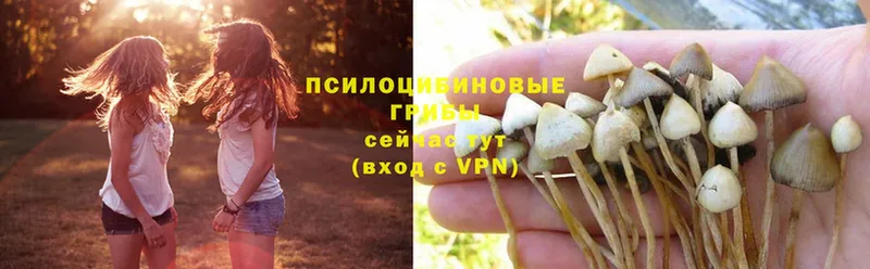 Псилоцибиновые грибы Magic Shrooms  Заозёрный 